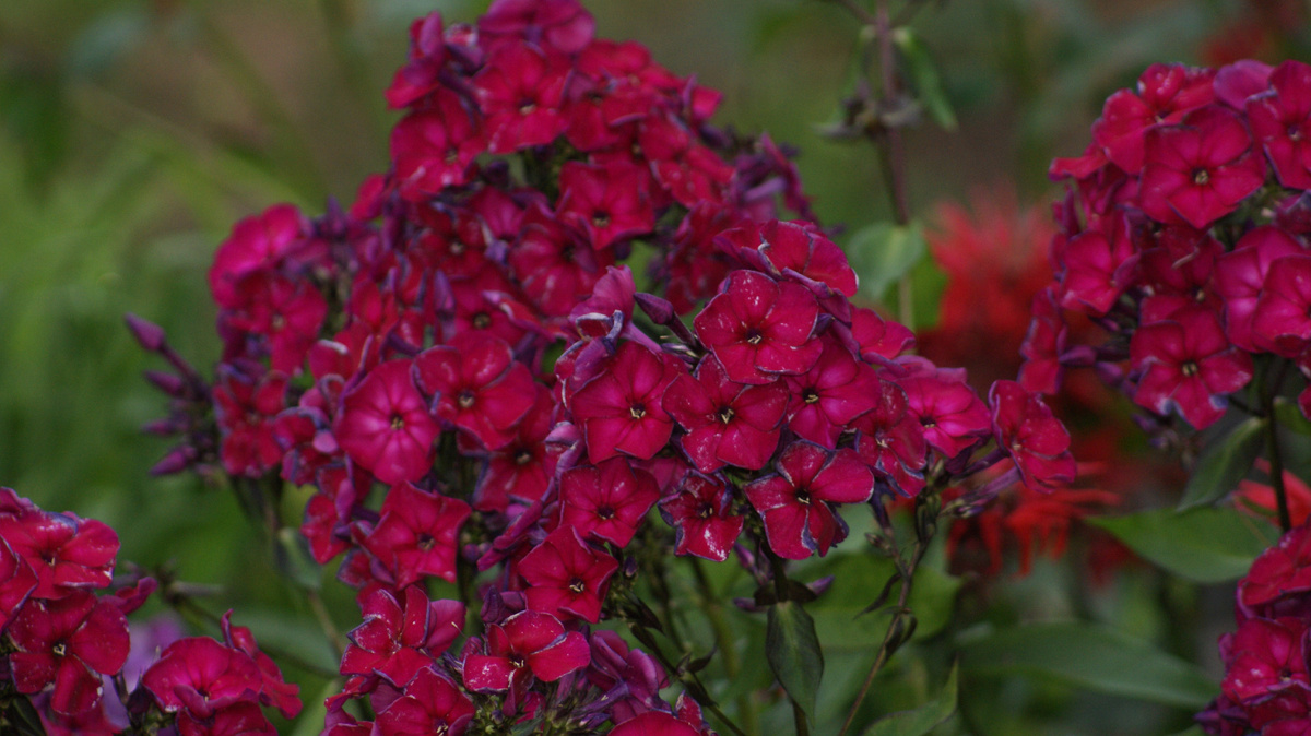 "Эсмеральда" в моём саду