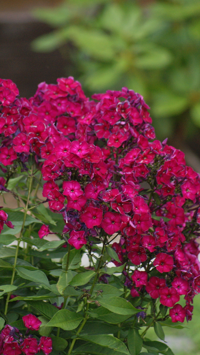 "Эсмеральда" в моём саду