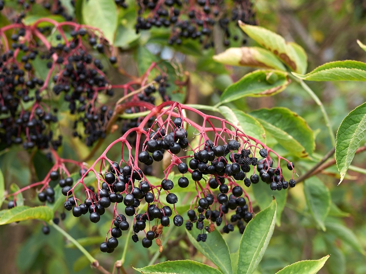 Бузина черная. Фото: southernseeds.com