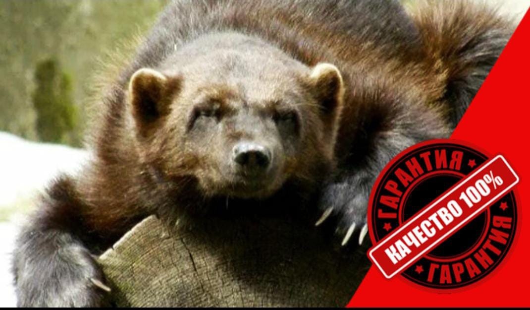  Росомаха  на этой картинке приобрела свой окончательныйи вид. Фото было подарено и художественно доработано другом и это делает его особенно ценным для меня