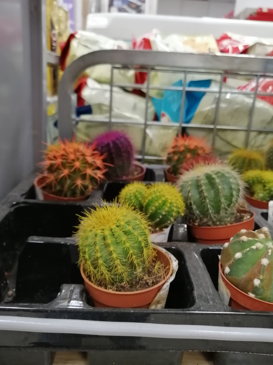 Кактусы крашеные "микс"