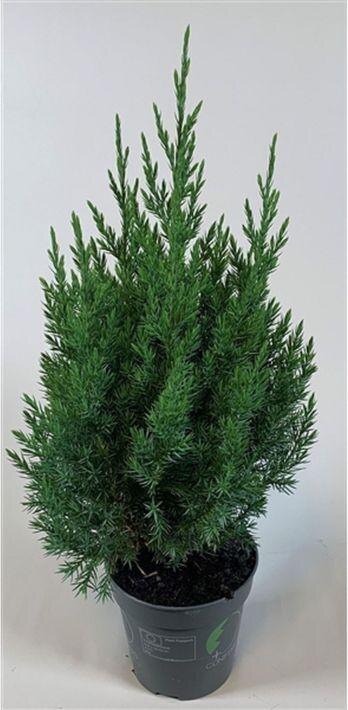    Названы 6 домашних растений, которые могут заменить новогоднюю елкуИрина Меркова