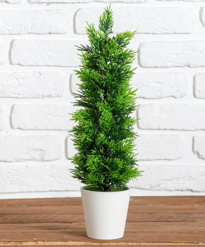    Названы 6 домашних растений, которые могут заменить новогоднюю елкуИрина Меркова