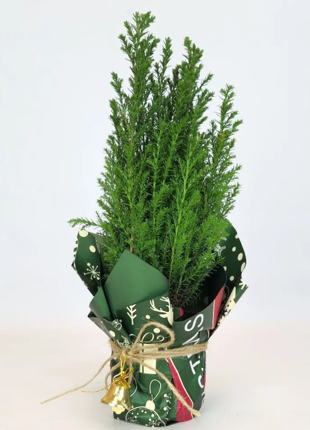    Названы 6 домашних растений, которые могут заменить новогоднюю елкуИрина Меркова