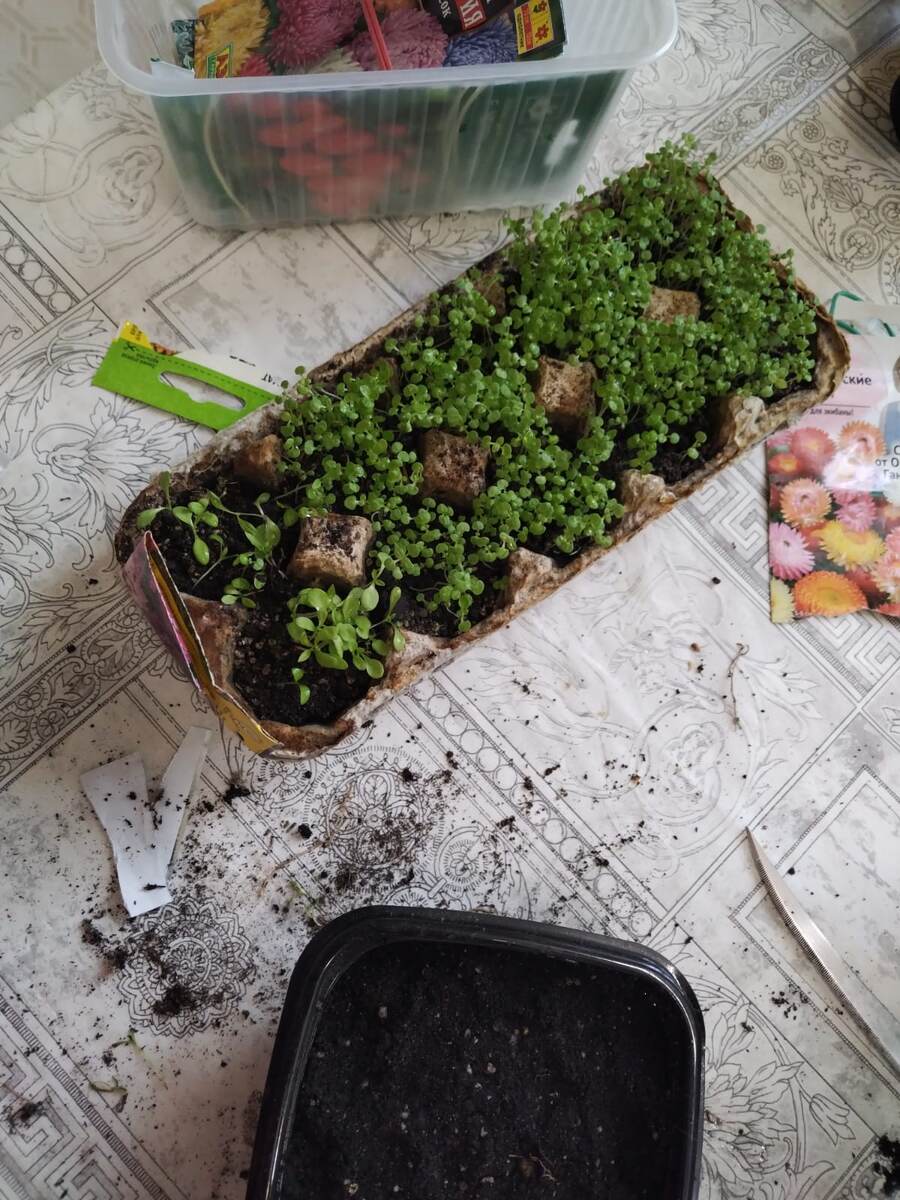 Цветочная рассада.