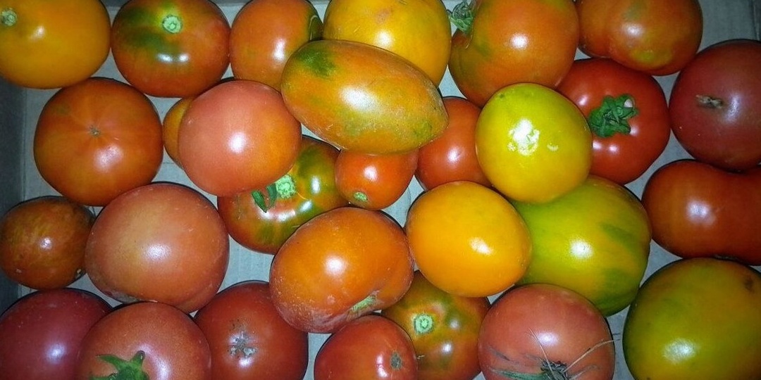 Собрал невкусные помидоры. Проверил семь разрекламированных сортов на вкус за один сезон