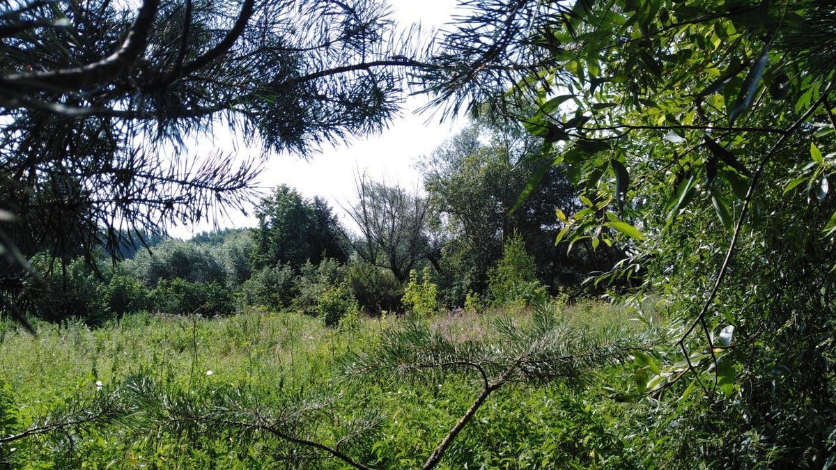 Наш сад, достался нам в таком состоянии, облагораживаем понемногу.