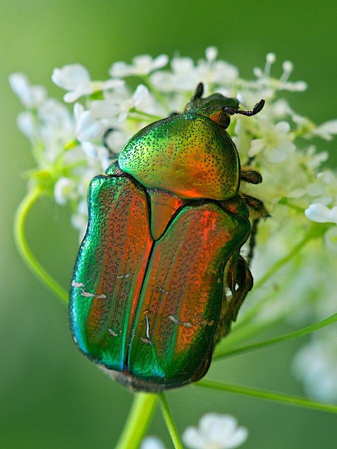 Бронзовка золотистая. Фото:  https://es.pinterest.com/pin/669136457152071675/