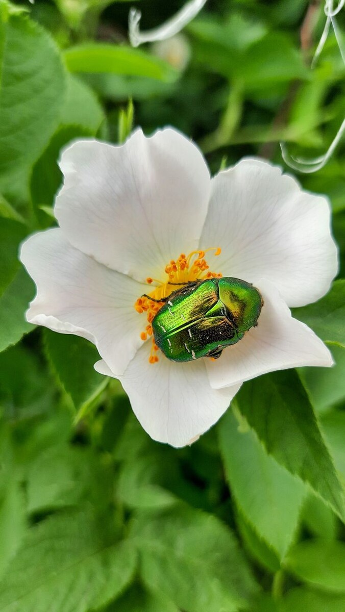 Бронзовка на цветке шиповника. Фото: ttps://es.pinterest.com/pin/531213718567859981/
