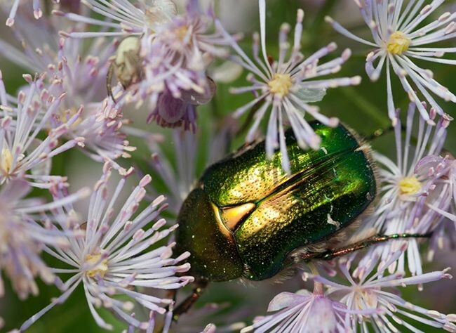 Бронзовка. Фото:   https://es.pinterest.com/pin/183099541083195882/