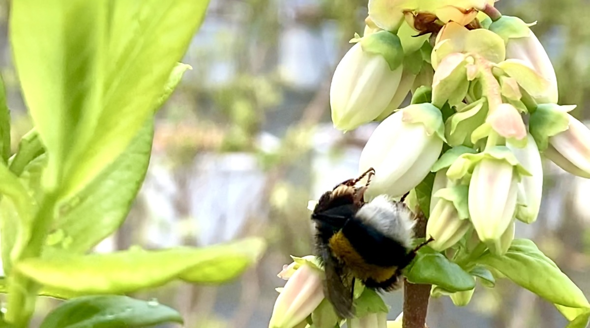 Пчёлы и шмели — незаменимые помощники в саду