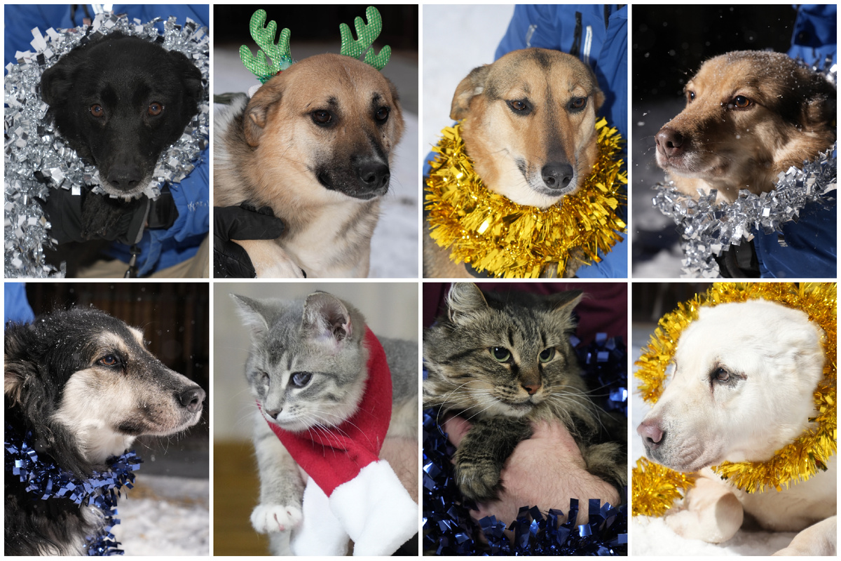 Наши сиротки💔 Райда, Сёма, Ксюша, Шармик, Артурка, Тася, Маруся, Умка