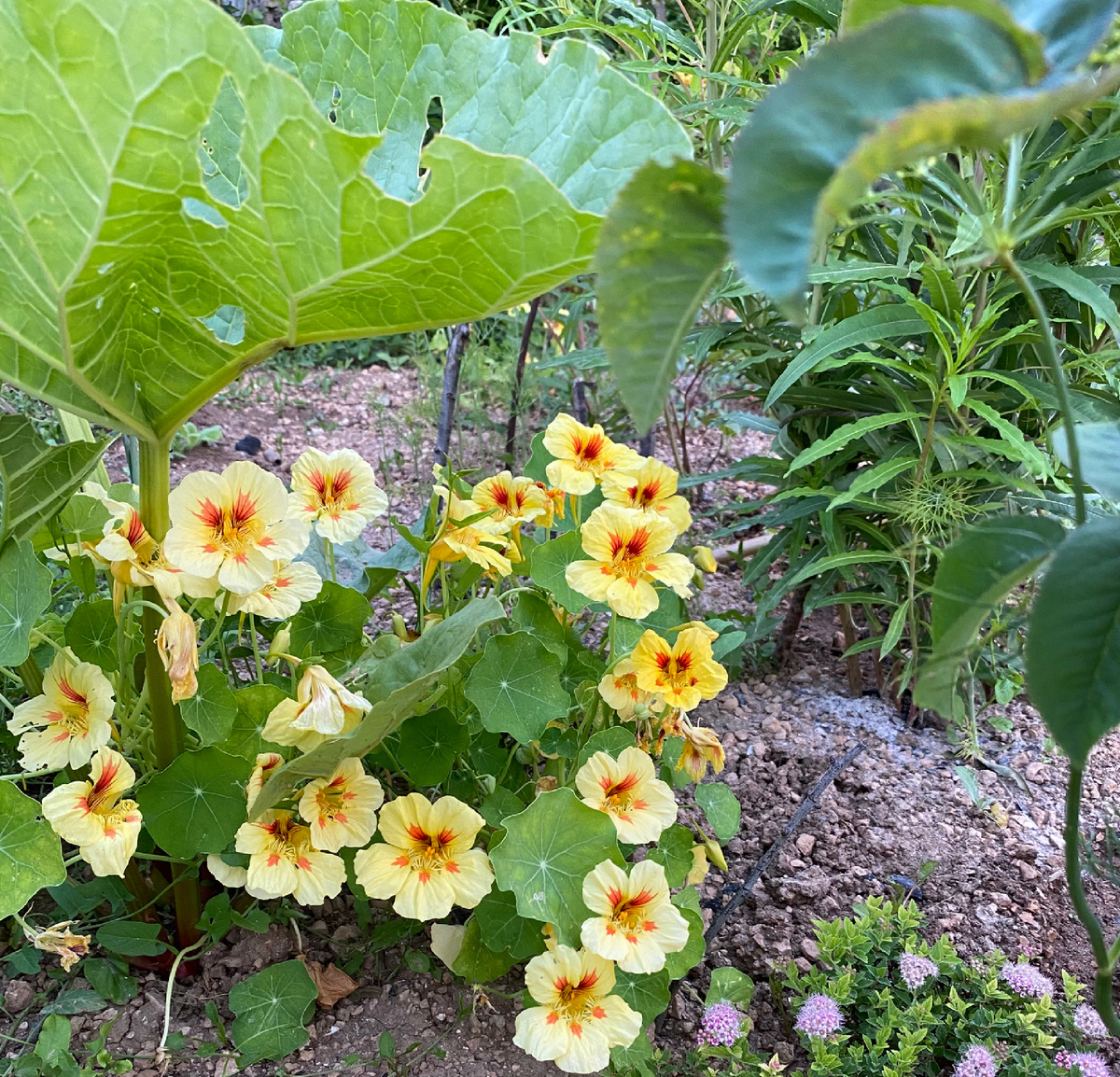 Карликовая «Божья коровка»