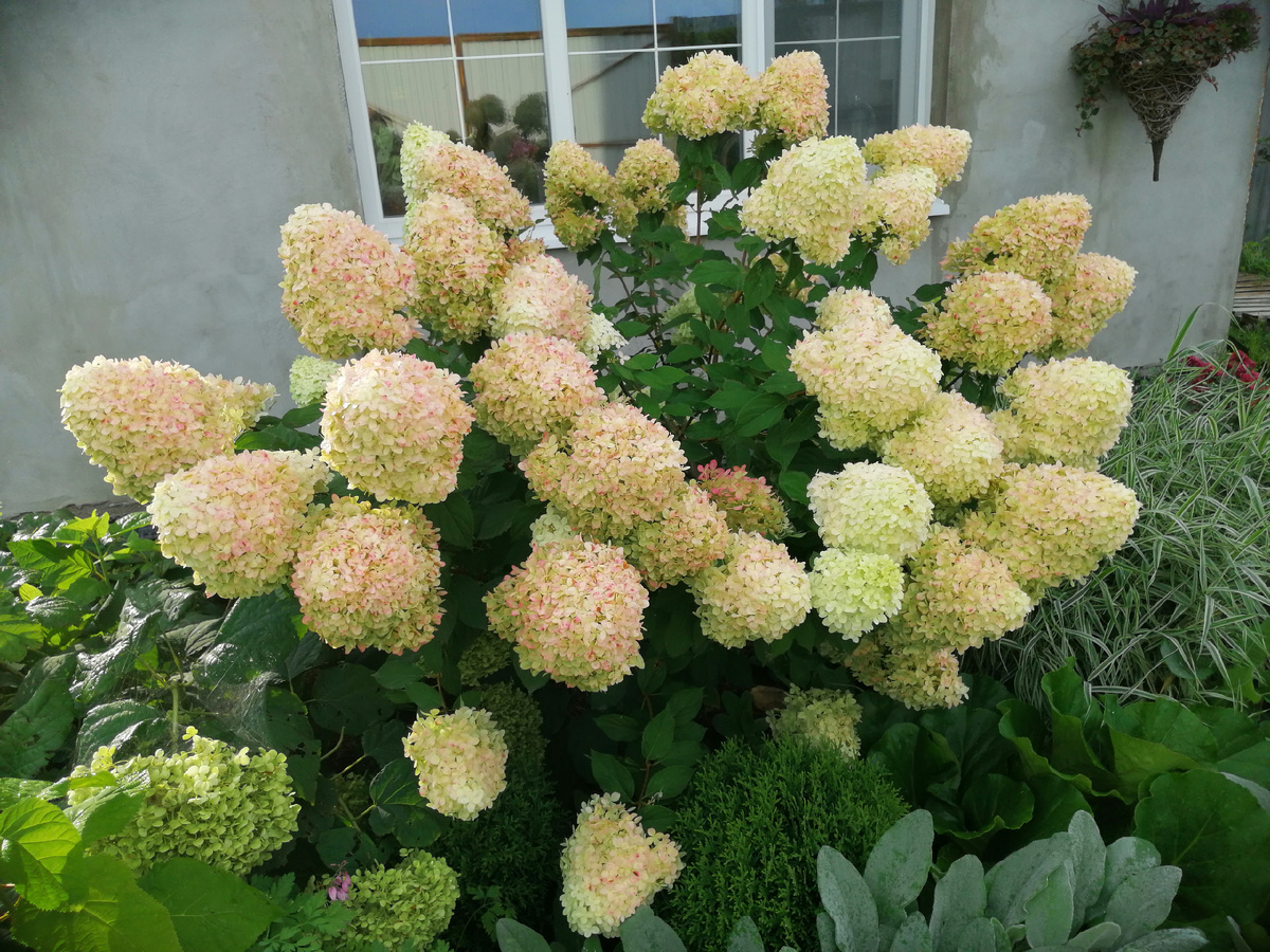 Самое высокое растение декоративное растение в моём саду ≈1,5 метра. Прошло 4 года прежде, чем оно стало хотя бы таким. 