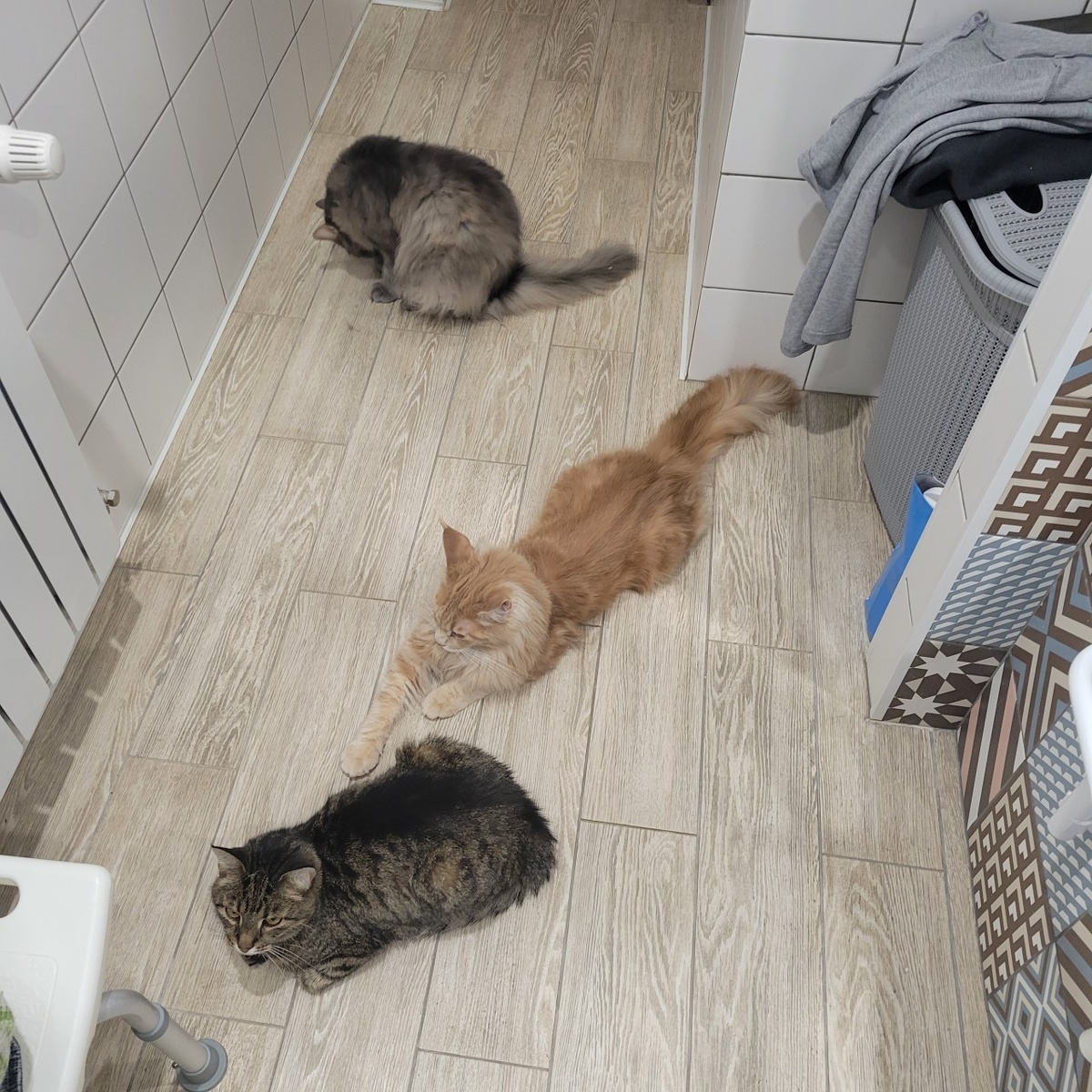 Тройной кордон на пути))