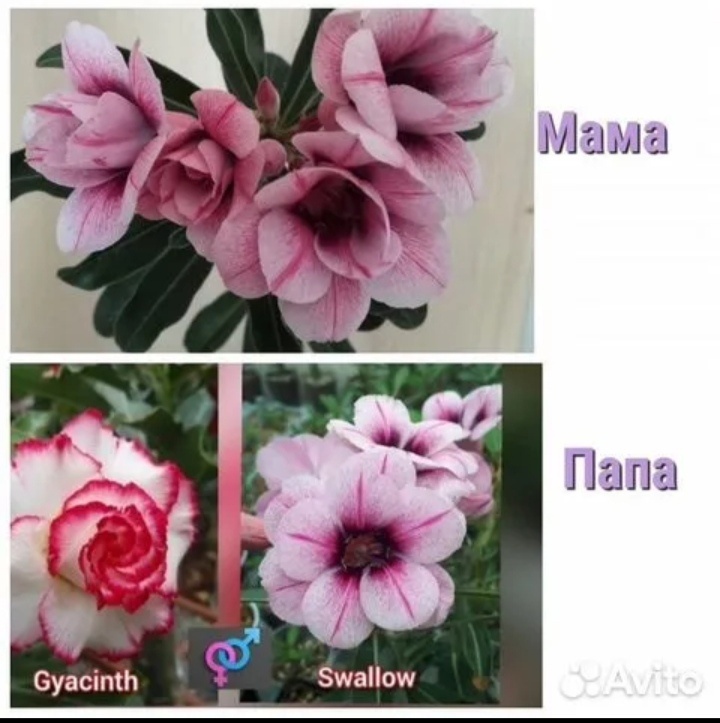 Смотрим папу - он от этой парочки