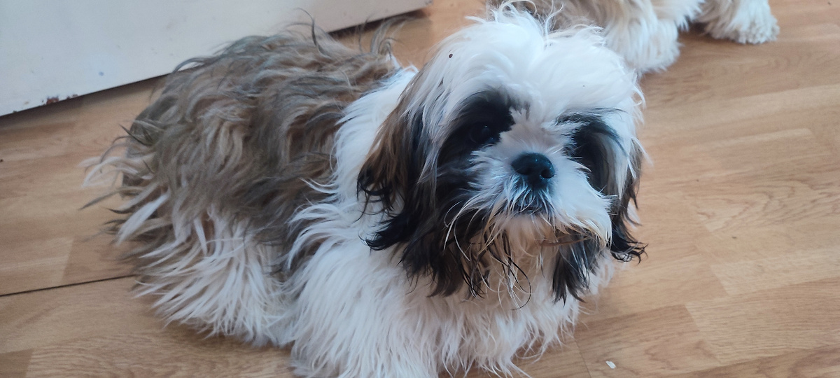 Амир. Щенок Ши-тцу 5 мес.