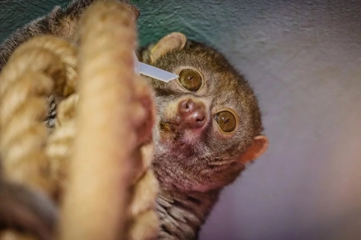    В красноярском зоопарке «Роев ручей» показали нового обитателя - потто