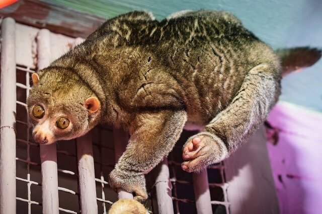    Фото: парк флоры и фауны "Роев ручей"