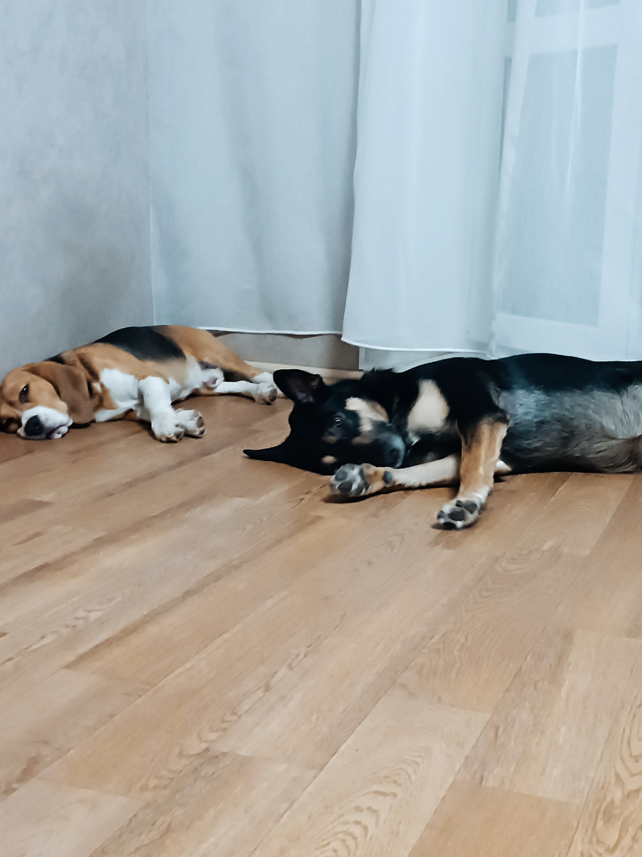 Порядок дольше сохранится, если дольше спят питомцы. Фото автора