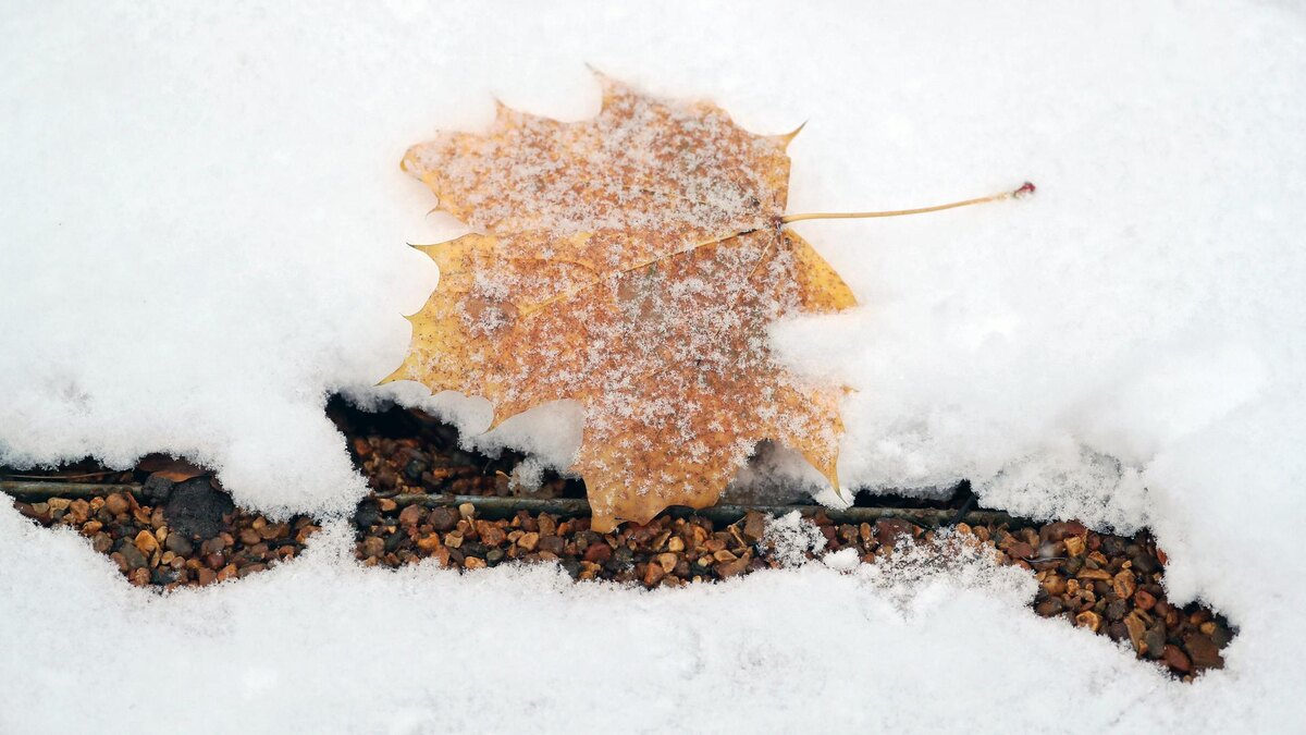    Фото: ИЗВЕСТИЯ/Эдуард Корниенко