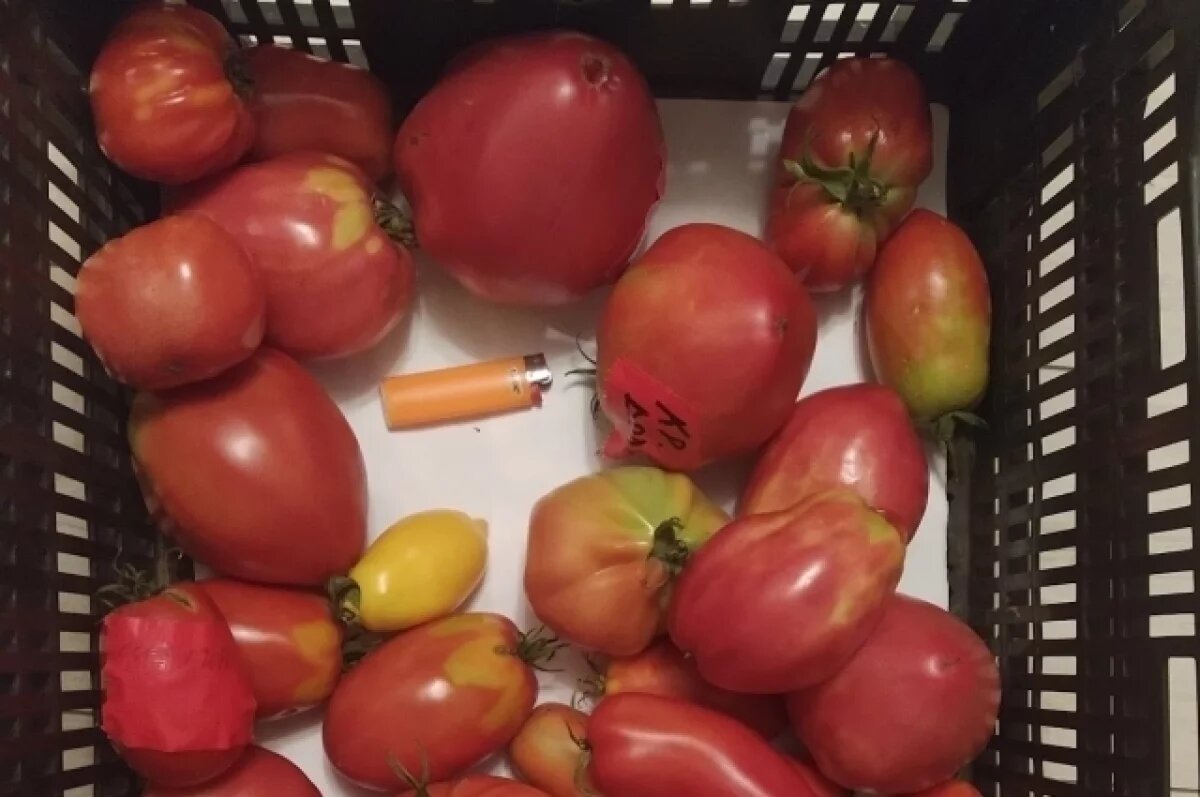    Ввоз в Россию 36 тонн опасных свежих томатов пресекли в Оренбурге