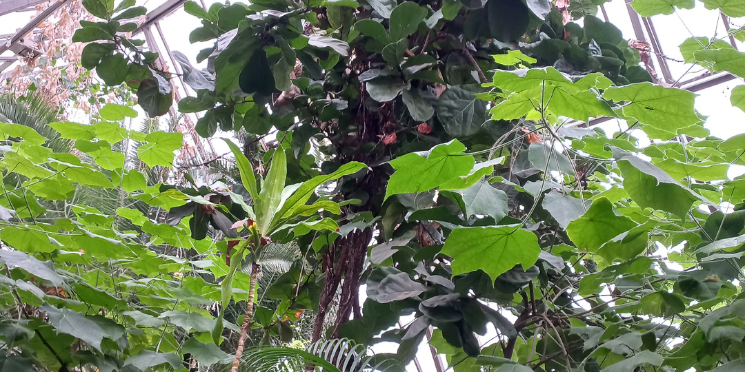 Оранжерея института биологии ТГУ