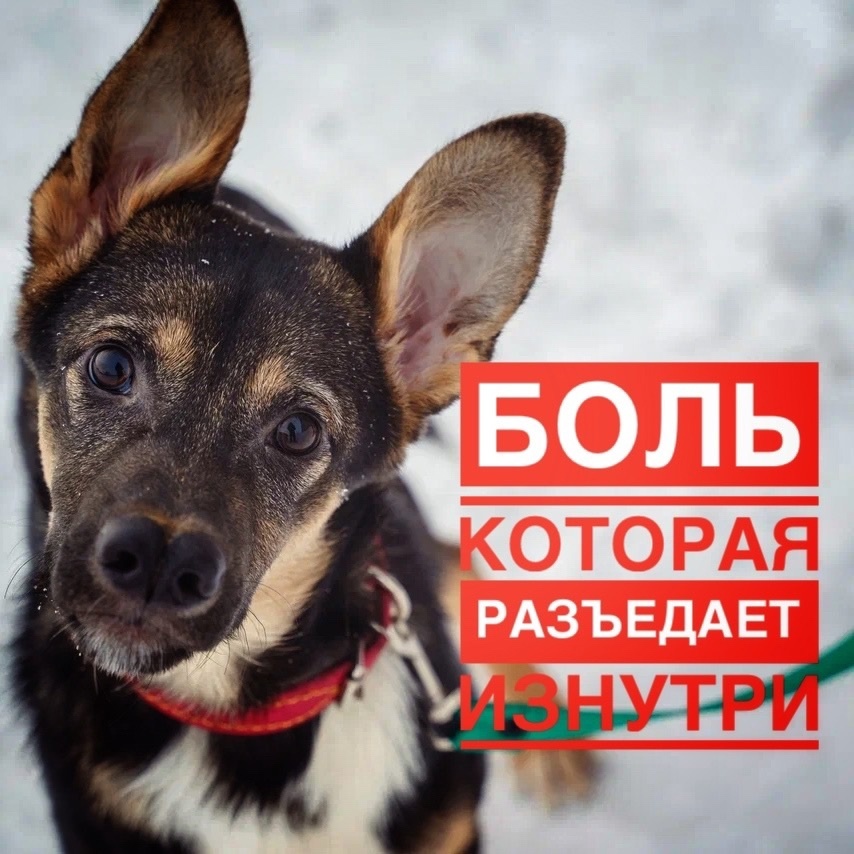 Весь приют будет просто голодать! ДЕНЬ СТОЛЬНИКА!