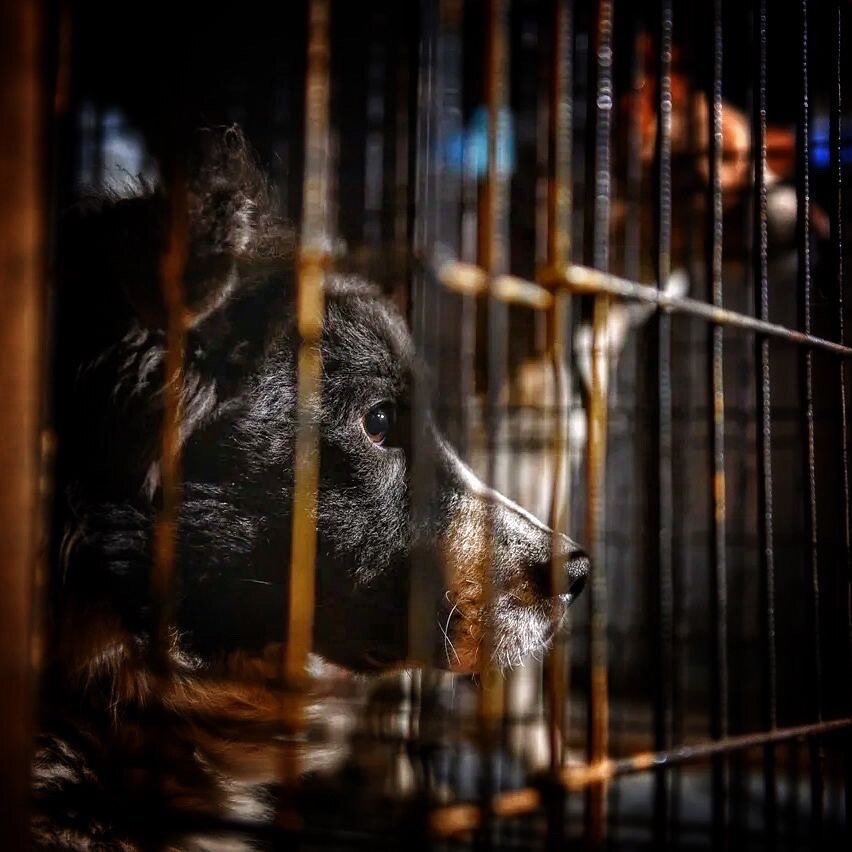 Чем ближе новогодние праздники, тем сложней...