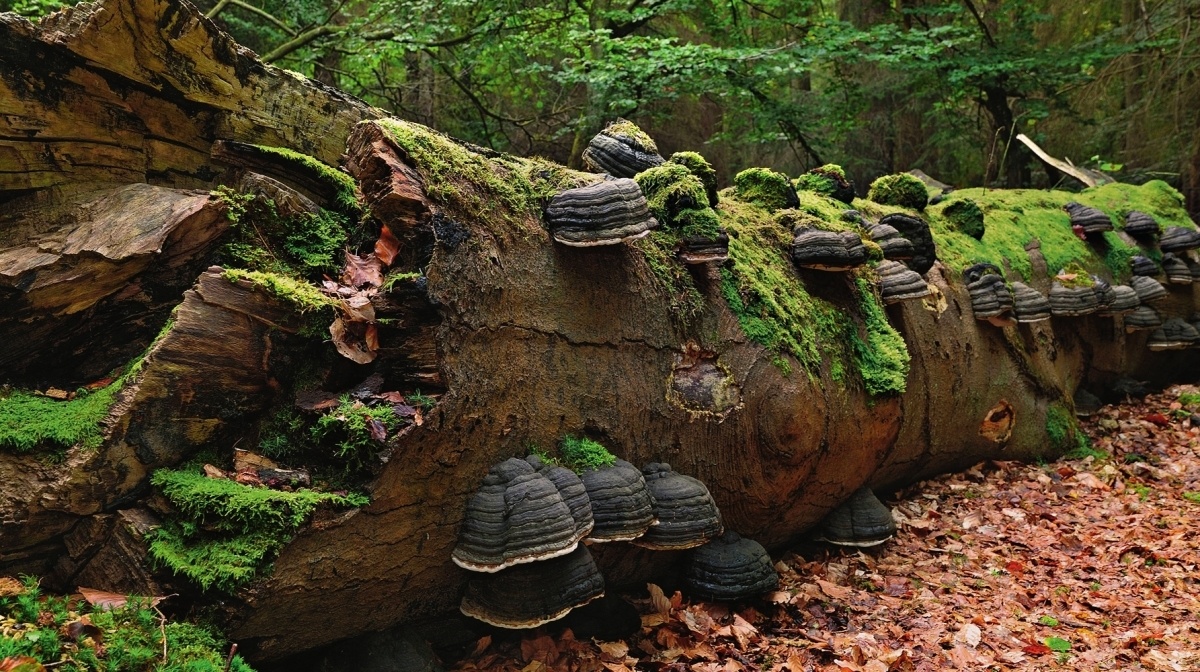    Мхи и места их обитания