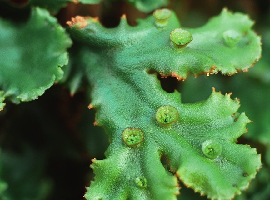     Блефаростома волосолистная (Blepharostoma trichophyllum)