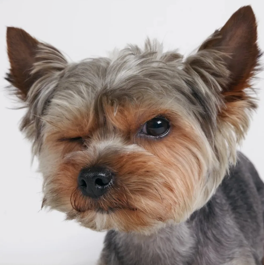 -Ты зачем дергаешь за поводок? Хочешь, чтобы я не добежала???