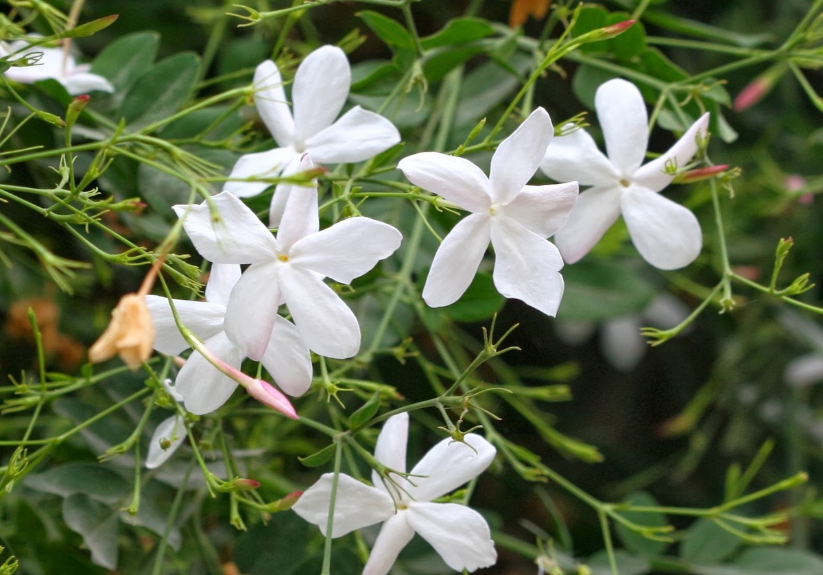 Jasminum officinale L. — Жасмин белый, или Жасмин лекарственный