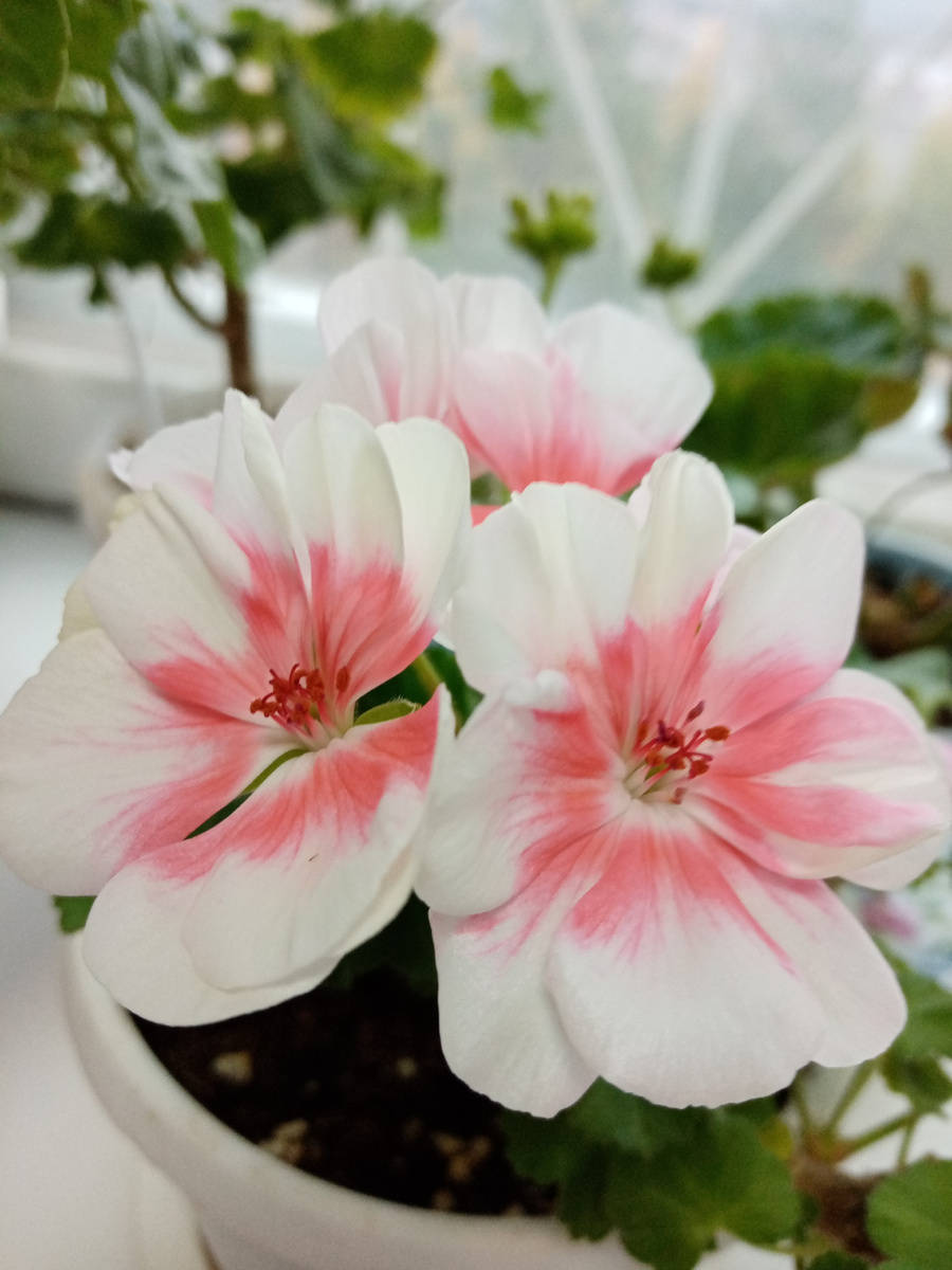 пеларгония Salmon queen, фото автора 