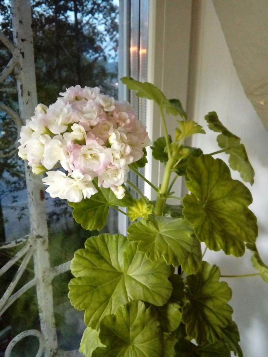 пеларгония April Snow зимний период, при нехватке подсветки. фото автора