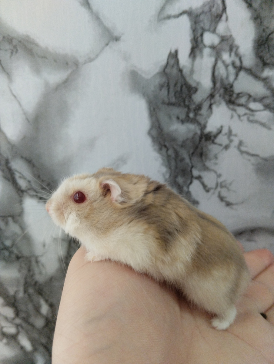 Рик джунгарик в окрасе Аргента рр, носит сапфир d, и черный а. 