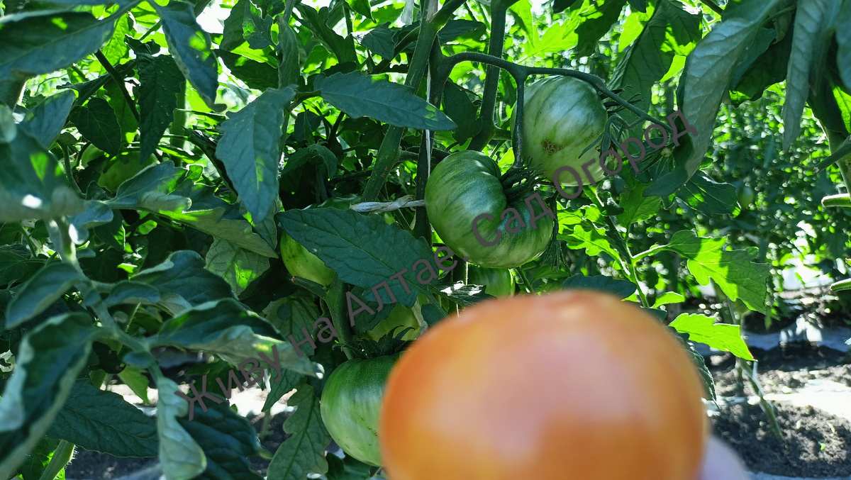 открытый грунт, "Хартсак жёлтый"