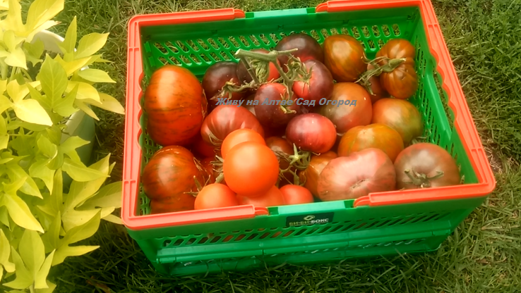 фото из личного архива