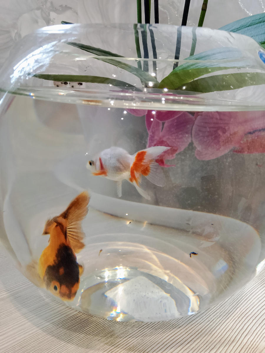 Рыбка золотая исполни три желания 