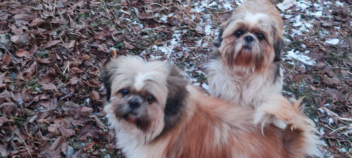 Ши-тцу. Титан, 9.5 лет. Персей 7.5 лет