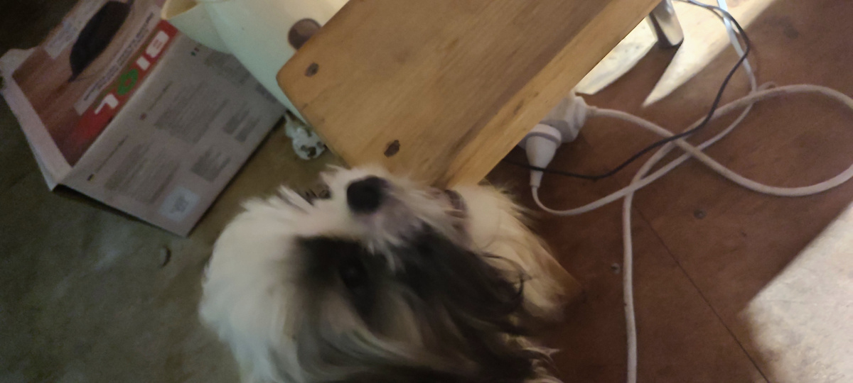 Ши-тцу. Амир пытается грызть табуретку