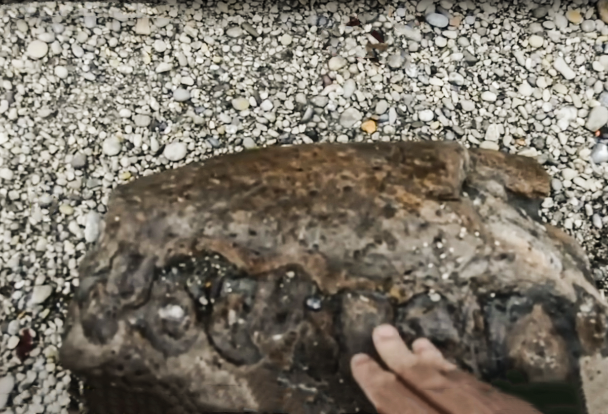 В 2023 году на пляже в Дорсете челюсти гигантского плиозавра обнаружил энтузиаст, занимающийся изучением окаменелостей, по имени Майк