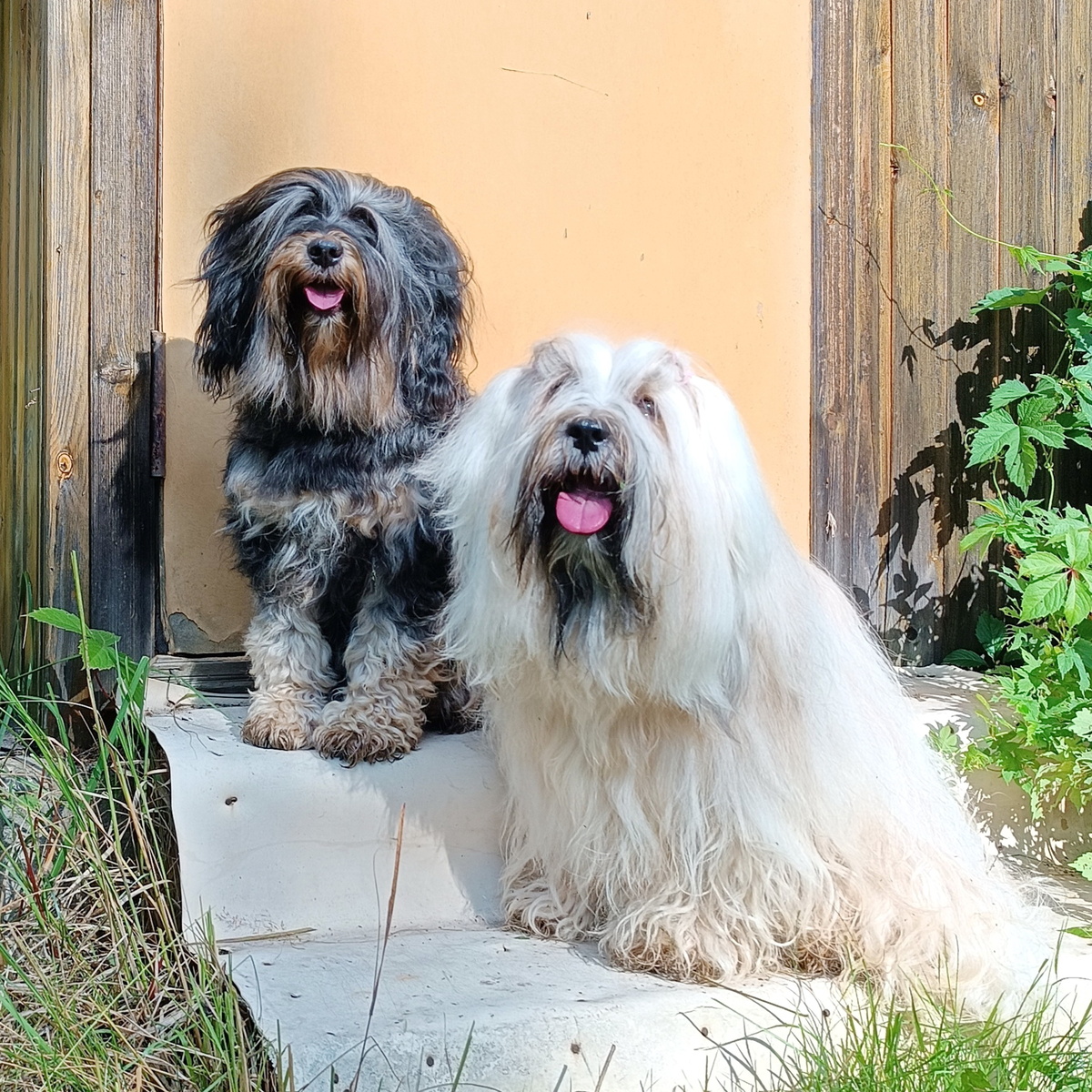 Слева направо: тибетские терьеры Габи (Голди Аншула Забава Гама) и Финик (Голди Аншула Финик). Здесь и далее в статье фото для публикации любезно предоставлены хозяйкой Габи (если не указано иное)