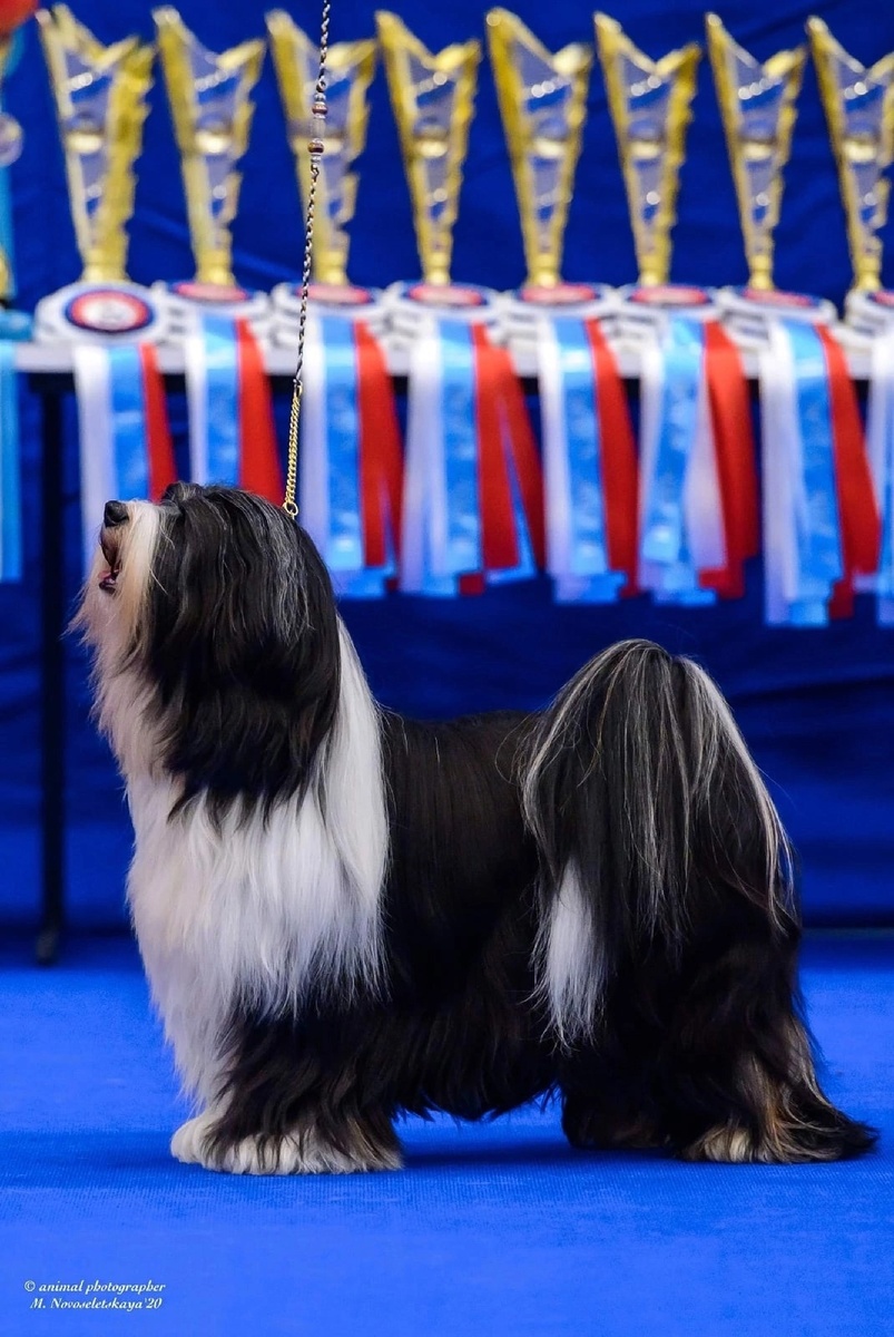 Чибо (Ti La Shu Midnight Sun at Festrait ) - самый титулованный тибетский терьер России. Фото для публикации любезно предоставлено владелицей собаки