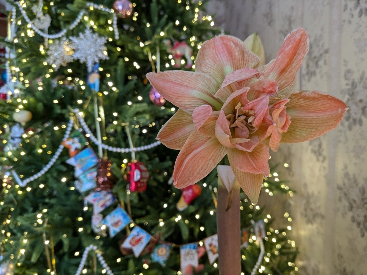 Первым под ёлкой в этом году зацвел гиппеаструм Exotic Nymph