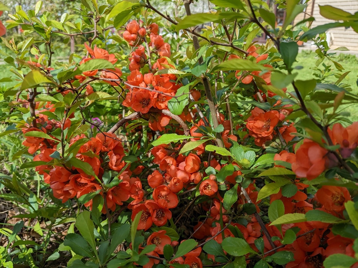 Айва японская в моем саду