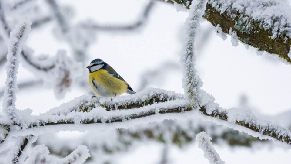    Птица. Ветки. Снег. Зима.. Источник: Фото: pixabay.com