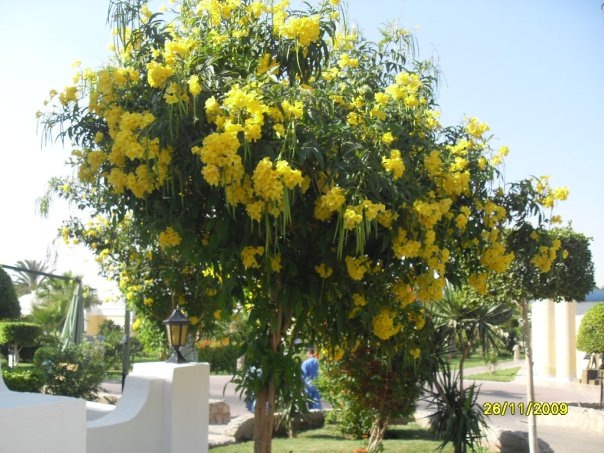 Очень похоже на нашу акацию.