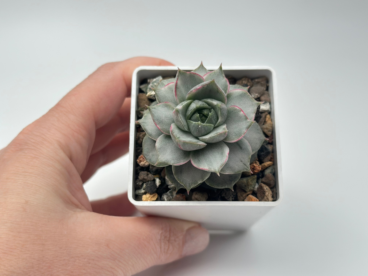 Эхеаерия Фабиола