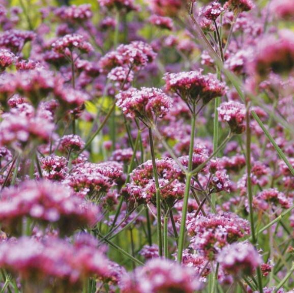 Вербена бонарская